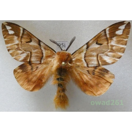 Endromis versicolora (Linnaeus, 1758) male Czech95i